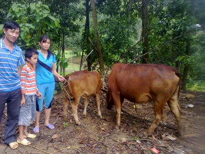 nghia cow